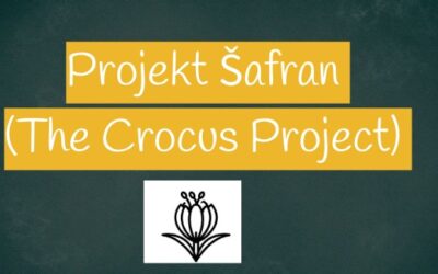 The Crocus Project – sadnja šafrana