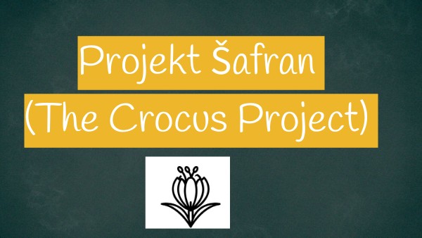 The Crocus Project – sadnja šafrana